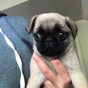 Meet your Posher, Laura